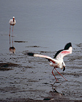 Flamingo bows to eat. Walvis Bay, Namibia.